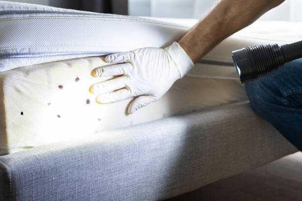 Best Cockroach Control Services  in St Joseph, MN
