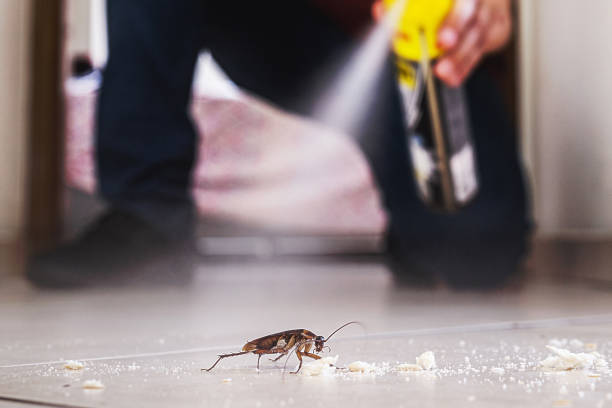 Best Wasp Removal Services  in St Joseph, MN