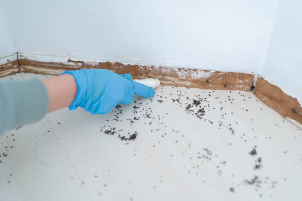 Best Termite Control Services  in St Joseph, MN
